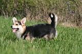 CORGI PEMBROKE 1298
